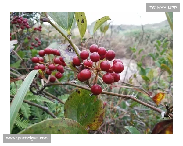 虚拟果岭雨战模拟系统获专利突破训练地理限制还原狂风场景技术 虚拟果岭雨战模拟系统获专利突破训练地理限制还原狂风场景技术